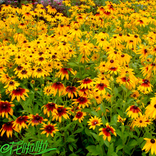 黑心菊种子春播多年生耐寒黑心金光菊种子景观绿化花卉籽公斤包邮