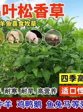 黑麦草籽耐寒耐旱牧草草籽