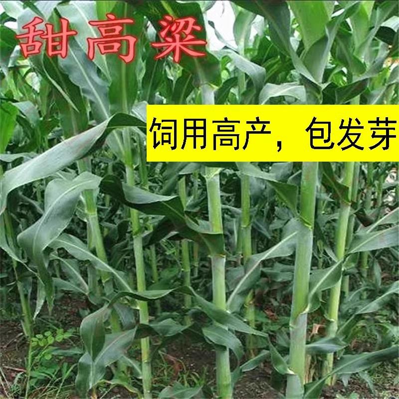 甜高粱种籽子牧草四季多年生高丹王牧草养殖牛羊鱼草籽