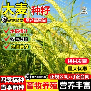 大麦种子芽苗菜种子大麦若叶青汁榨汁大麦苗种子大麦草四季播猫草