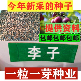 新采果树种子籽 李子种子 李子树种子 别称 嘉庆子 玉皇李 山李子