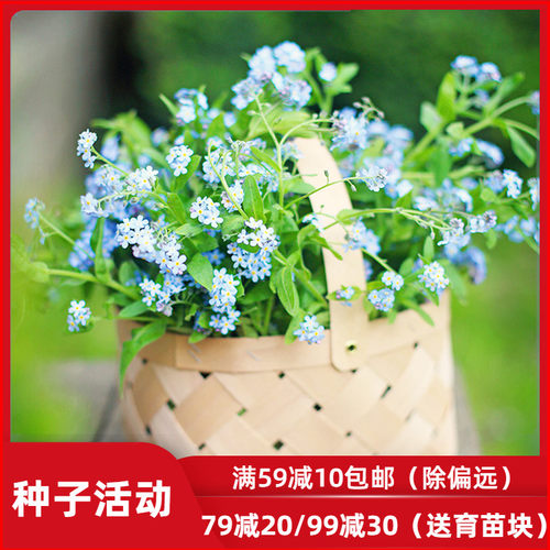 鲁冰花虹越勿忘我花卉种子