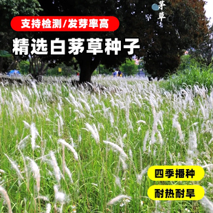 白茅草种子坟头墓地山坡绿化白毛草长镰草响铃草根种籽四季播易活