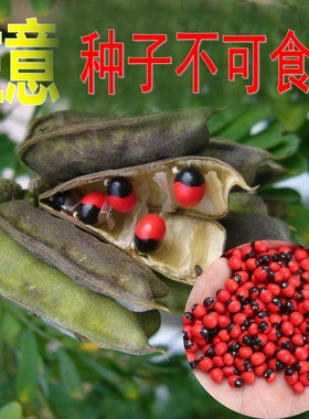 鸡母珠树种子海红豆美人豆相思豆孔雀豆相思做手链鄂西红豆种子籽