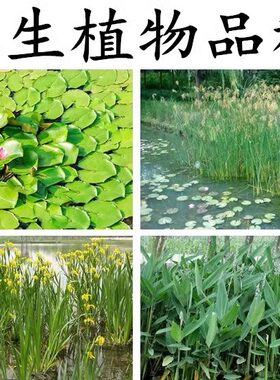 水生植物植物睡莲种子再力花