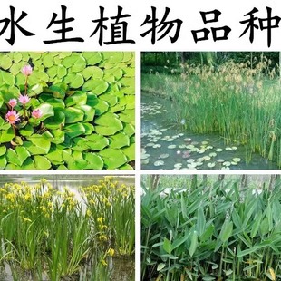 水生植物 再力花种子 睡莲籽花叶芦竹黄蒲芦苇水葱梭鱼草鸢尾种子