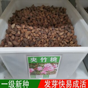 夹竹桃种子林木种籽国产散装四季多年生工程绿化观叶种孑