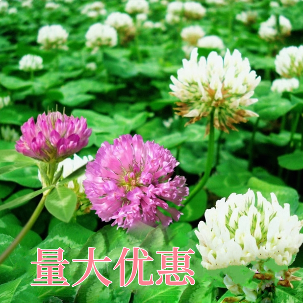 白三叶草种子红三叶草种子净籽四季青草坪绿化果园绿肥草籽