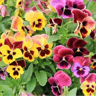 夏天播种耐寒三色堇花种子食用小角堇冬天好种易活盆栽花籽室外