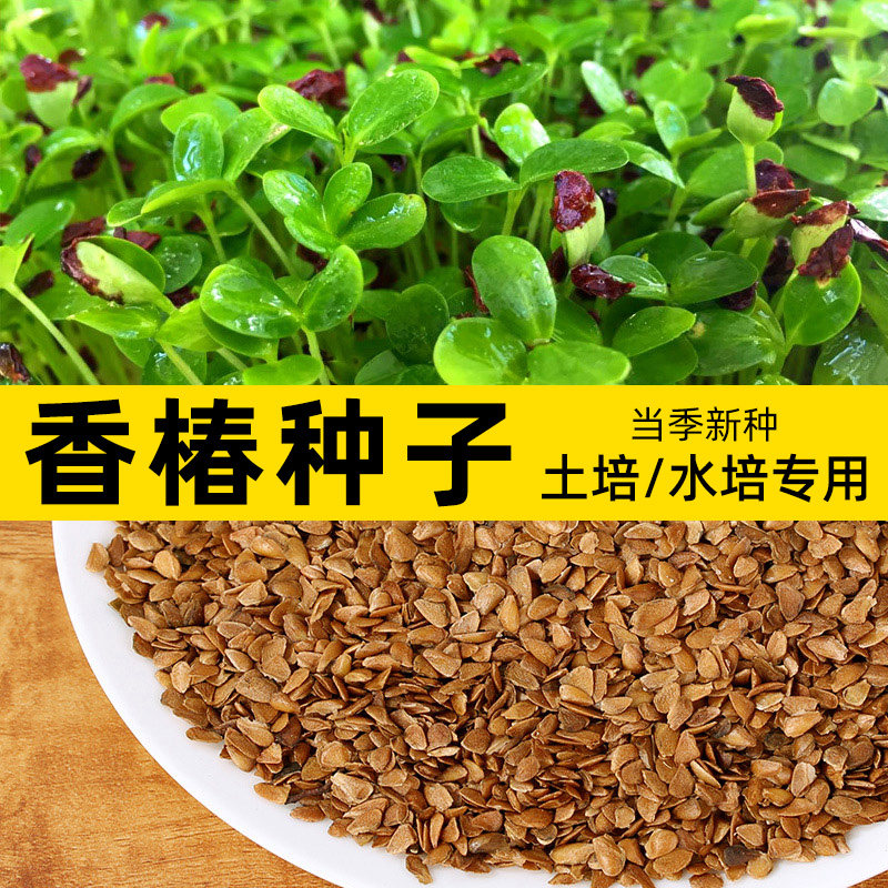 红油香椿种孑速生香椿种籽红香椿树种子红叶香春芽菜蔬菜籽播