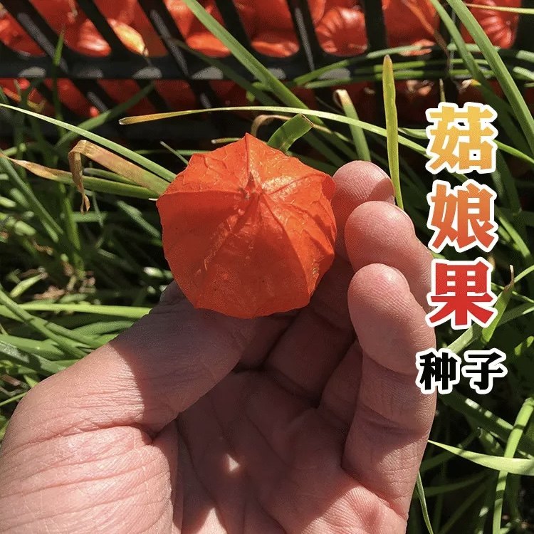 【姑娘果种子】香甜姑娘果红姑娘果黄姑娘果种子简单根系菇娘果籽