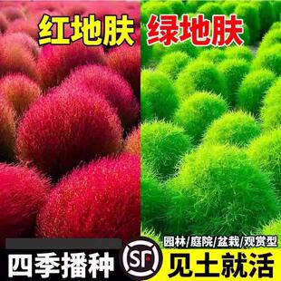 红色地肤种子扫帚草种子 绿草草坪种子花卉种子 庭院观赏地肤种籽
