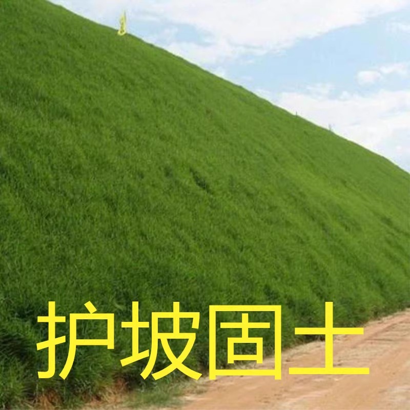 绿化草坪四季青耐旱植物护坡固土
