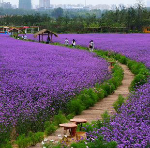 冬天室外易活花种籽子马鞭草庭院耐寒植物花卉花仔四季种开花期长