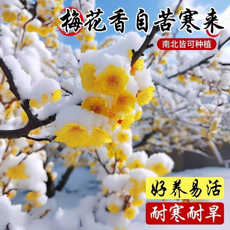 腊梅花种子播种开花易活花籽盆栽花卉室外阳台庭院花种籽子孑
