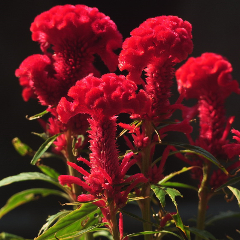 鸡冠花种子四季易播室内花卉阳台盆栽植物花草绿化种籽包邮