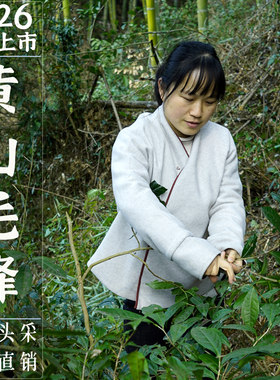 2026新茶黄山毛峰野茶明前特级
