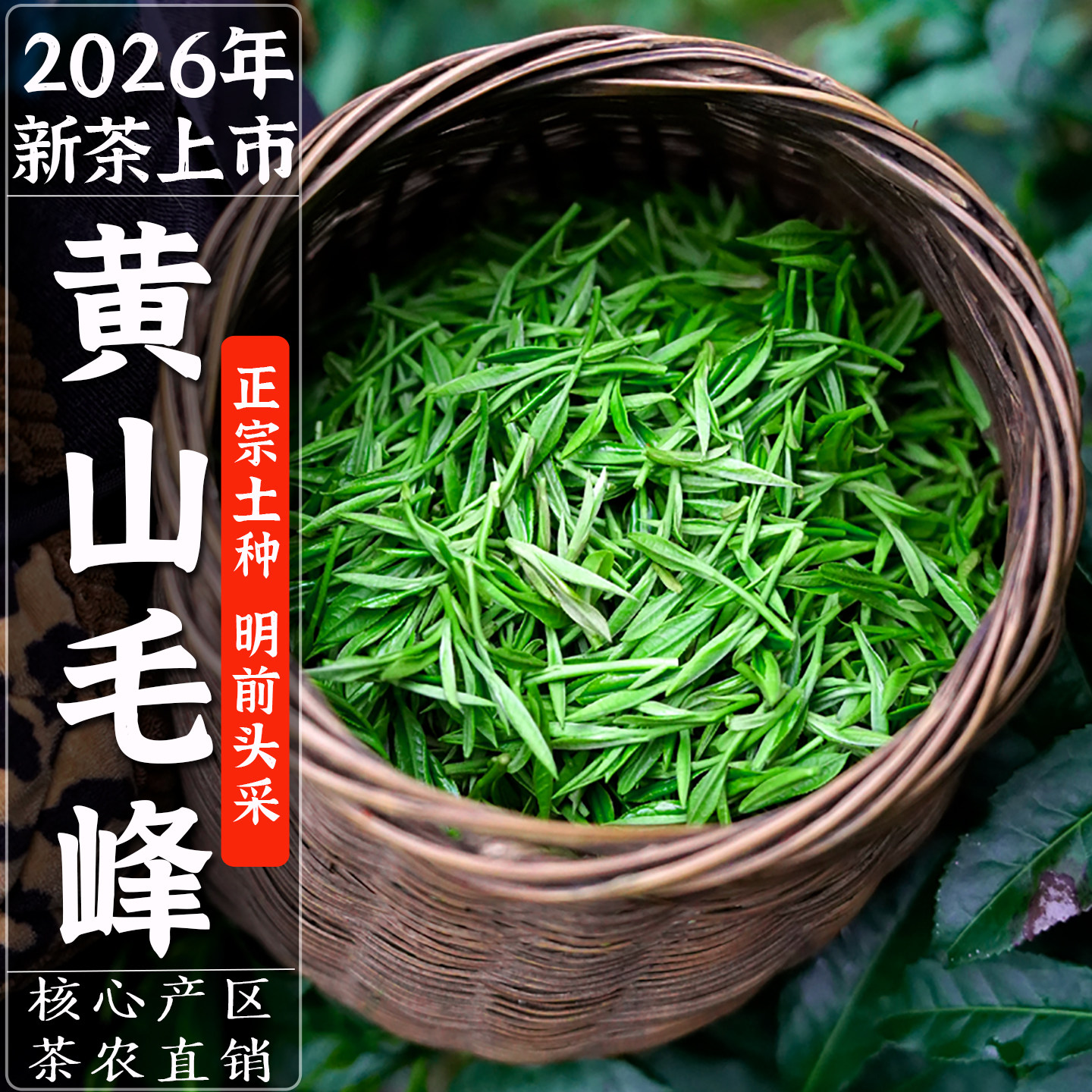 正宗黄山毛峰2026新茶特级高山土种明前嫩芽头采云雾毛尖雀舌盒装