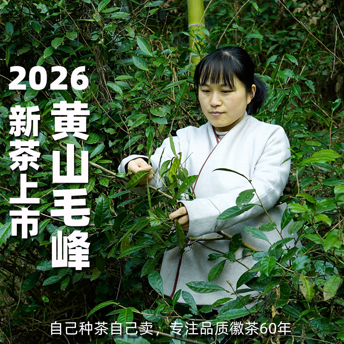 2026新茶上市正宗黄山毛峰特级明前头采雀舌高山土种绿茶叶礼盒装