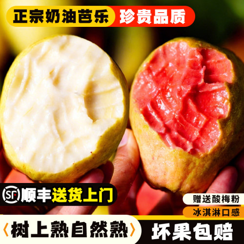 福建奶油红心芭乐软糯低糖树上熟