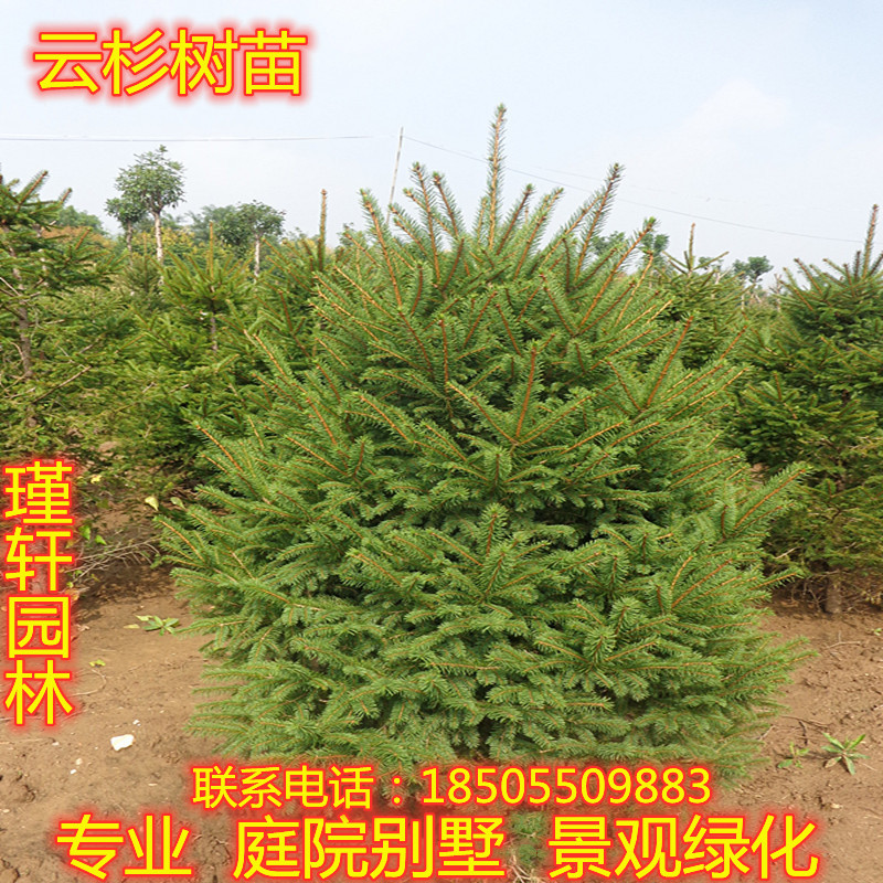 云杉树苗云杉小苗常绿圣诞树园林绿化工程树苗庭院别墅盆栽耐寒