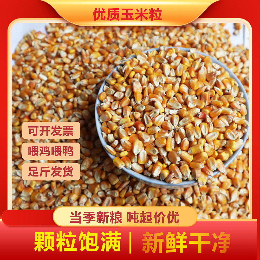 大玉米粒糁喂鸡鸭鹅鸽牛羊动物营养饲料钓鱼打窝东北粮新鲜10斤
