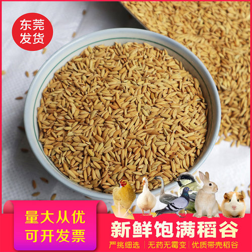 带壳稻谷饲料10斤鸽子鸽子鸟食新