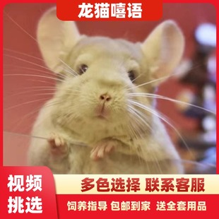 （龙猫嘻语）网红龙猫活物长毛标灰银斑打疫苗幼崽公仔紫灰西安