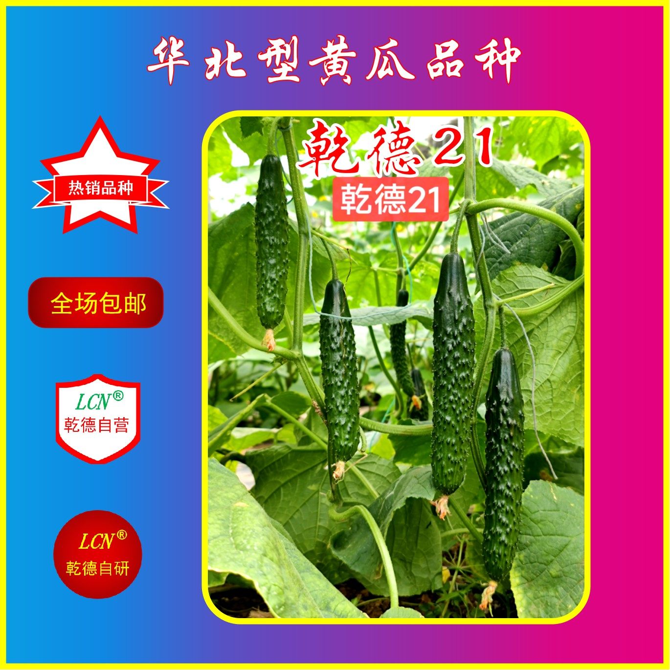 乾德21特色黄瓜种子，短条，绿瓤口感好，长势强，杂交热销品种春