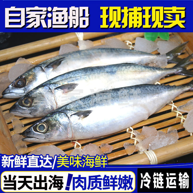 青鱼鲅鱼青占鱼新鲜鲅鱼青花鱼青条鱼深海鲐鲅鱼