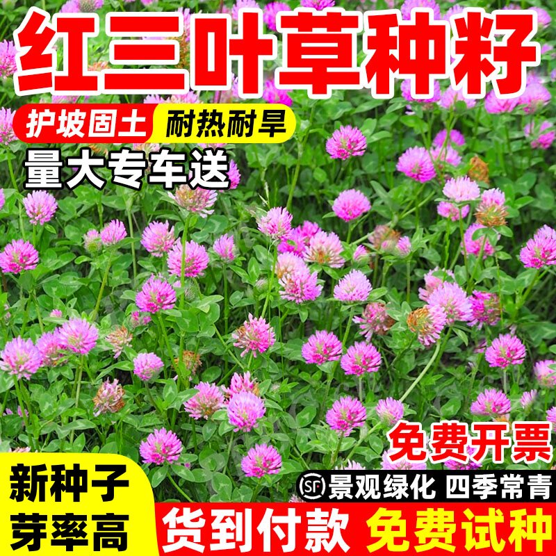 三叶草种子进口红白三叶草草籽四季常青耐寒绿化牧草果园绿肥种籽