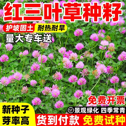 三叶草种子进口红白四季常青