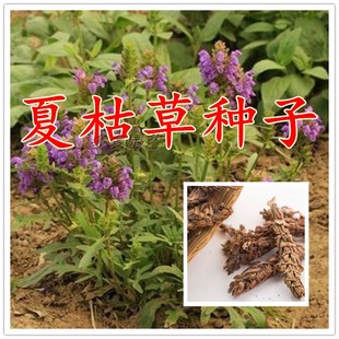 夏枯草种子 夏枯草材 夏枯草苗夏枯草种籽夏谷草夏古草夏枯球