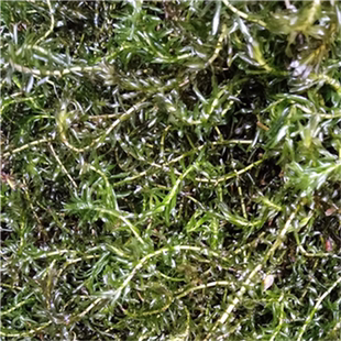 伊乐藻水草种籽淡水四季水花生轮叶黑藻小龙虾鱼蟹水草种孑懒人水