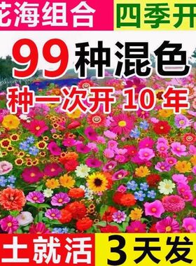 耐寒多年矮生野花组合波斯菊种子