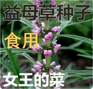野生益母草种子四季播种易活中药益母草种籽子种药食用500克包邮