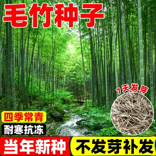 毛竹种子苗户外绿化四季常青黄金竹罗汉竹耐寒南北方大型竹子种籽