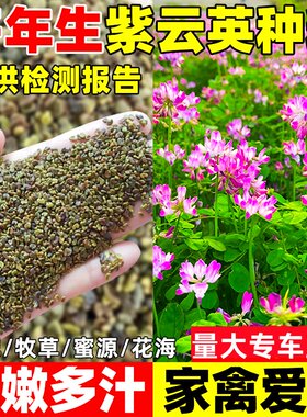 紫云英种子红花草种子蜜源固氮