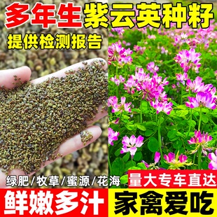 紫云英种子红花草种子蜜源固氮果园绿肥四季牧草种子食用野菜种籽