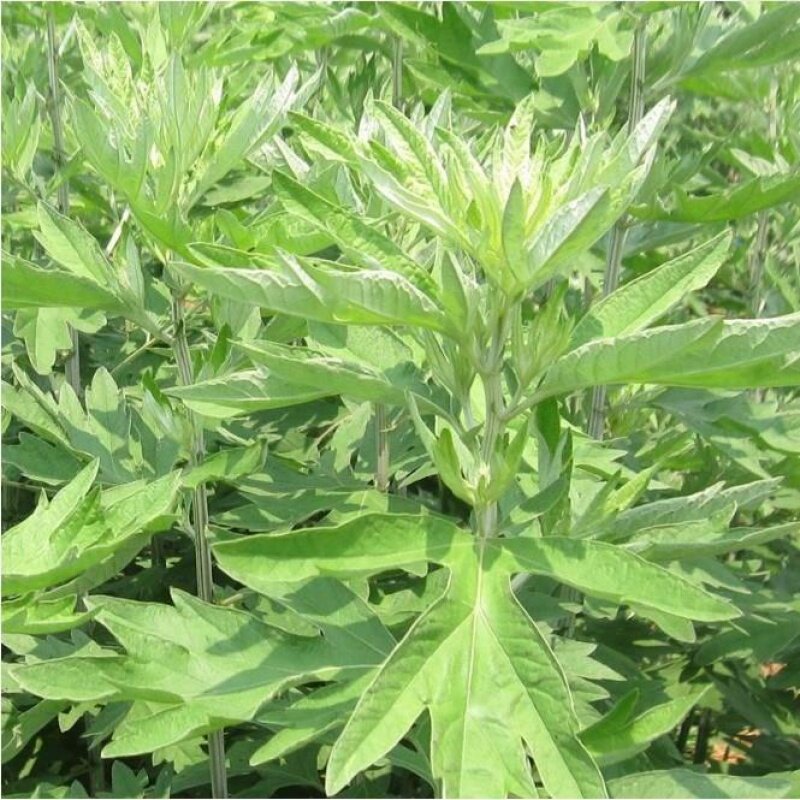 艾草种籽四季种植食用艾蒿野生药用青团艾草驱蚊草盆栽蕲艾种子孑