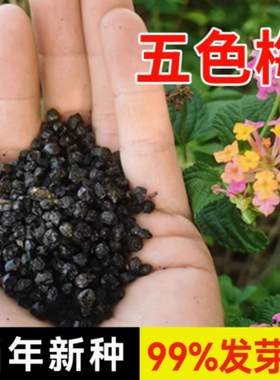 混色花驱蚊四季马樱丹种籽孑庭院