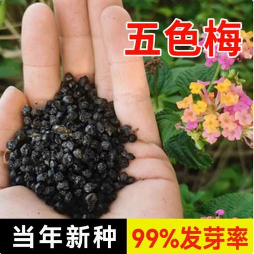 混色花驱蚊四季马樱丹种籽孑庭院