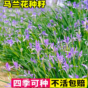 马兰花种籽子马莲四季播种宿根多年生庭院草耐寒耐旱易种草坪花籽