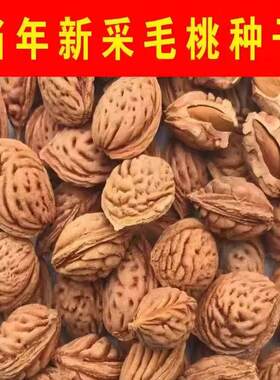 当年新采毛桃种子山桃种子新采毛桃核野毛桃树种子嫁接梅花砧木