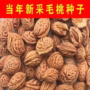 当年新采毛桃种子山桃种子新采毛桃核野毛桃树种子嫁接梅花砧木