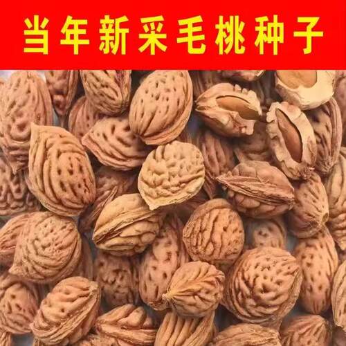 当年新采毛桃种子山桃种子新采毛桃核野毛桃树种子嫁接梅花砧木