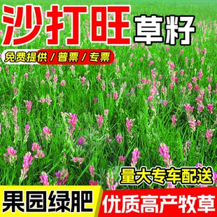 沙打旺草籽多年生四季高产果园绿肥防沙固土护坡绿化耐旱牧草种子