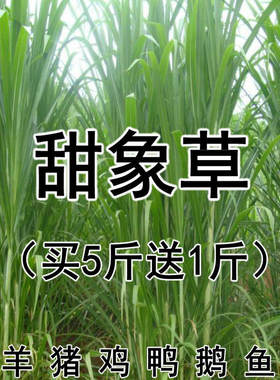 台湾养殖多年生喂牛饲料甜象草