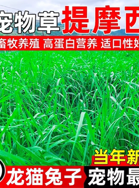 提摩西草种子多年生牧草种子