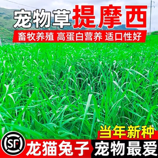 提摩西草种子提草梯牧草养兔荷兰猪豚鼠等多年生牧草种子宠物口粮